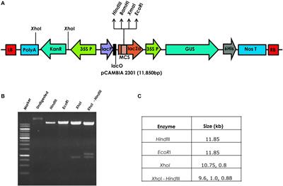 An Apical Meristem-Targeted in planta Transformation Method for the Development of Transgenics in Flax (Linum usitatissimum): Optimization and Validation